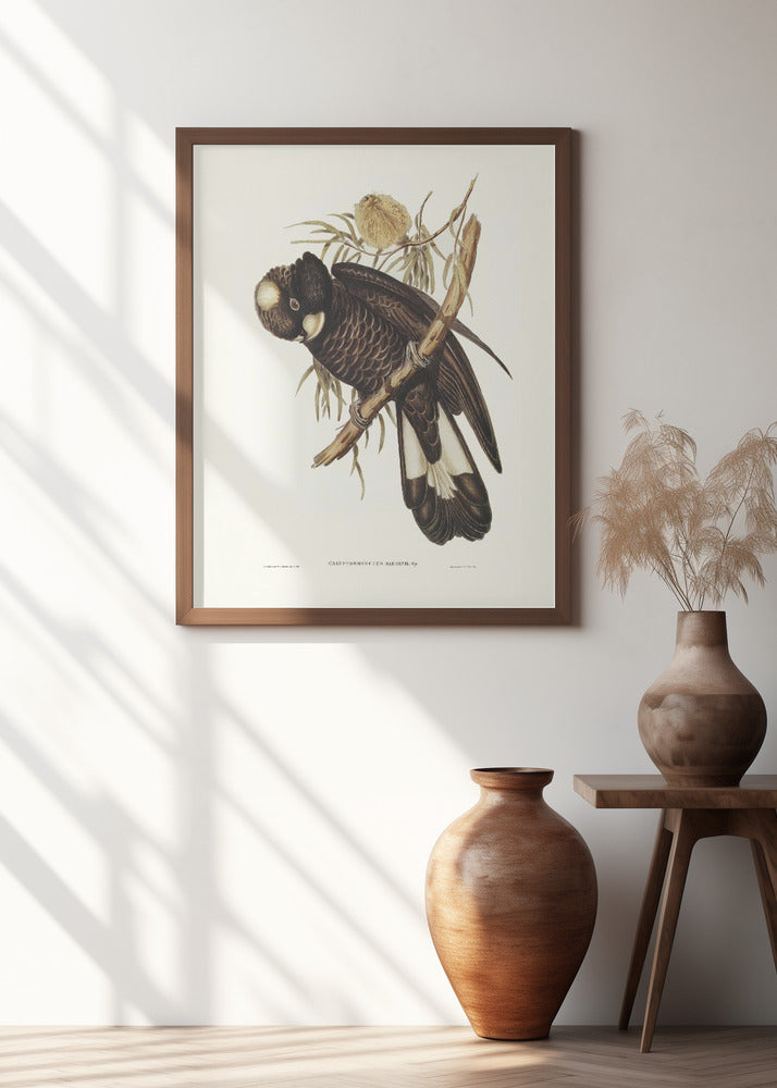 Baudin's Cockatoo Poster